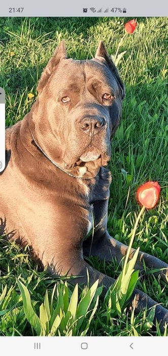 Продам щенков кане корсо