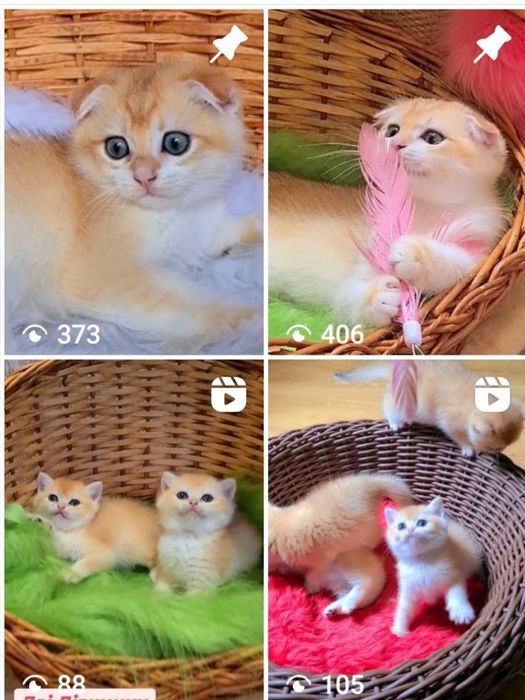 Золота шиншила вісловухі і прямовухі