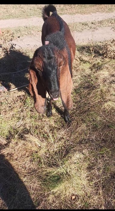 Продам цапа, козу  Нубійця 100%, в'язка.