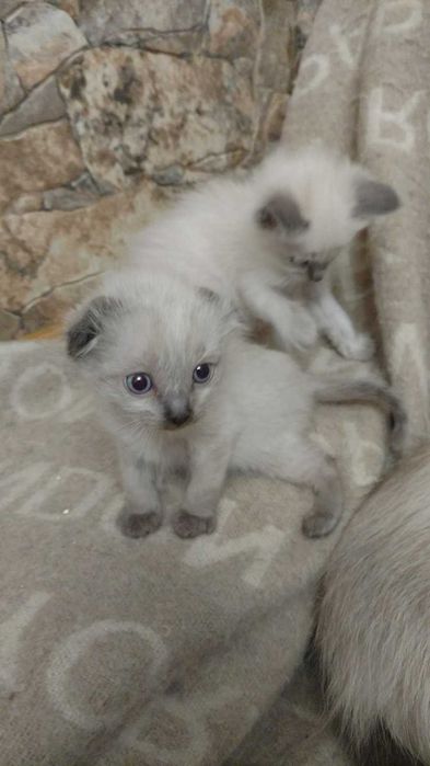 Невский маскарадный котёнок