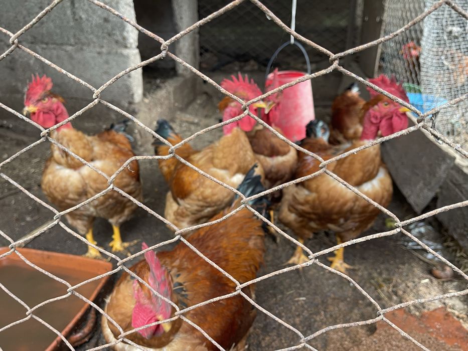 Galos caseiros grandes