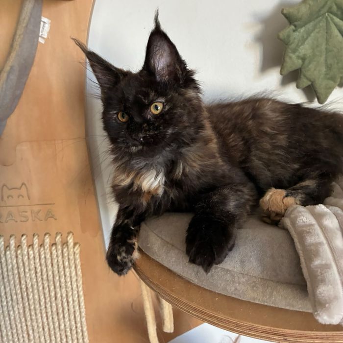 Kotka Maine Coon szylkretka
