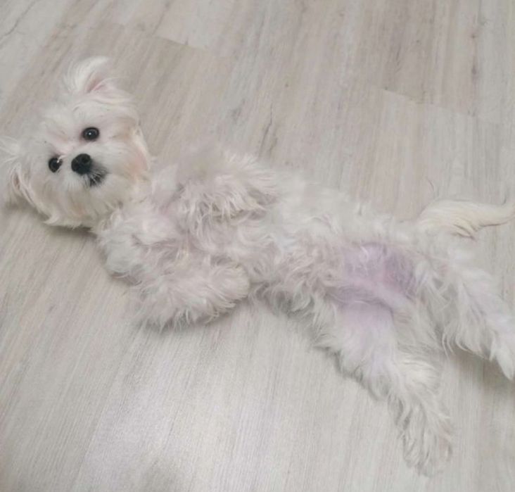 В'язка кобель мальтийской болонки. В'язка кобель мальтезе. Мальтипу.