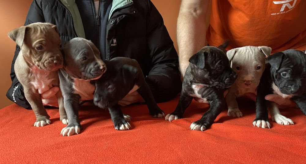 Американський стафордширський тер'єр