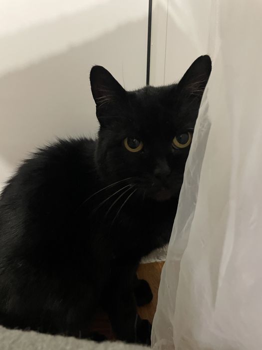 Кішка шукає сімʼю