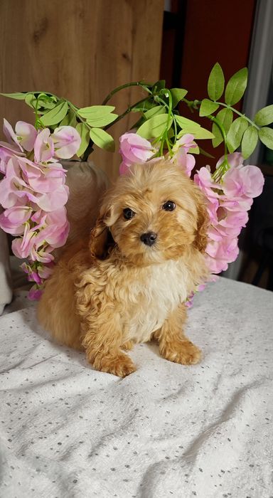 Cavapoo uroczy chłopczyk