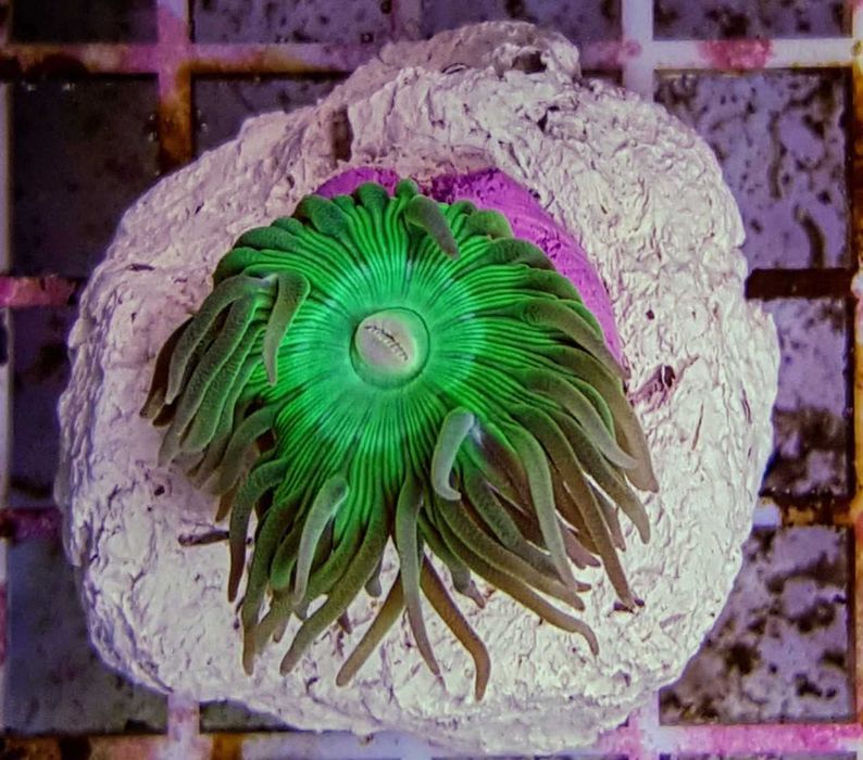 Duncanopsammia axifuga - Dunka - Polip/Główka