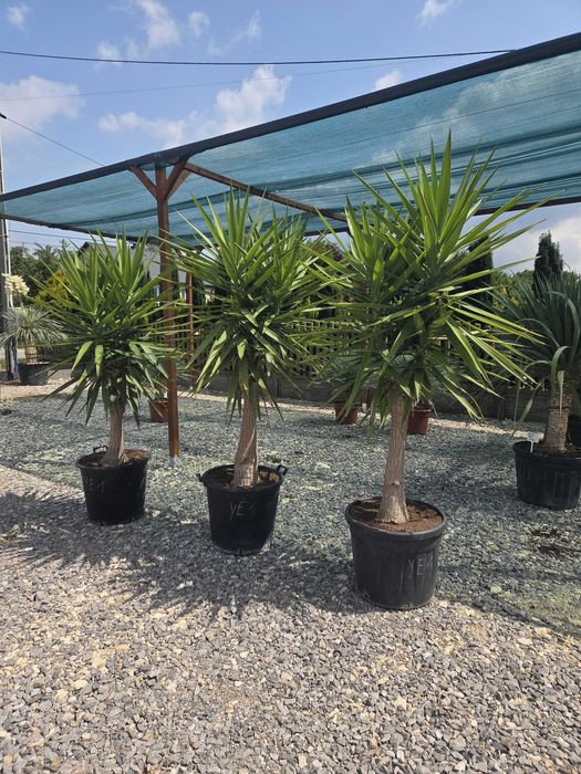 Yucca elephantipes – Juka gwatemalska | Wys. ok. 210–220 cm