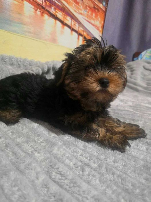 продам цуценят йоркширського  тер'єра