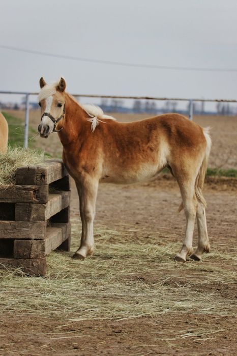 Klacz  haflinger