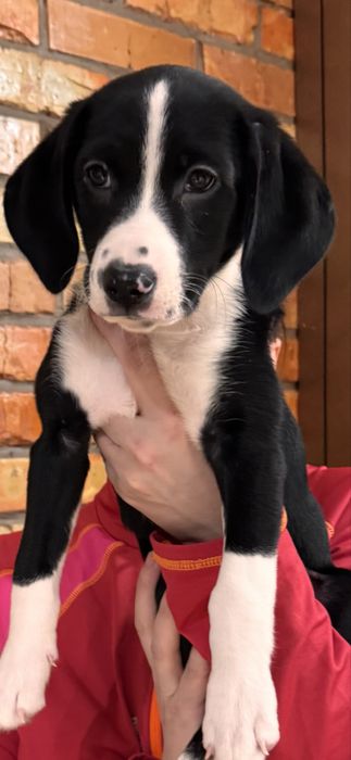 Продам цуценят метиси 1000грн. Батько - зенненхунд, мати - спанієль