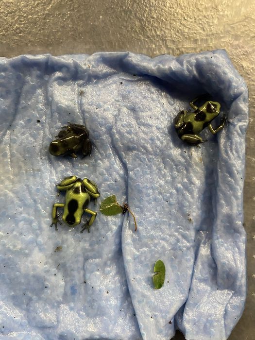 Dendrobates Auratus