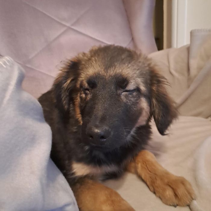 Cudowne szczeniaki szukają domków