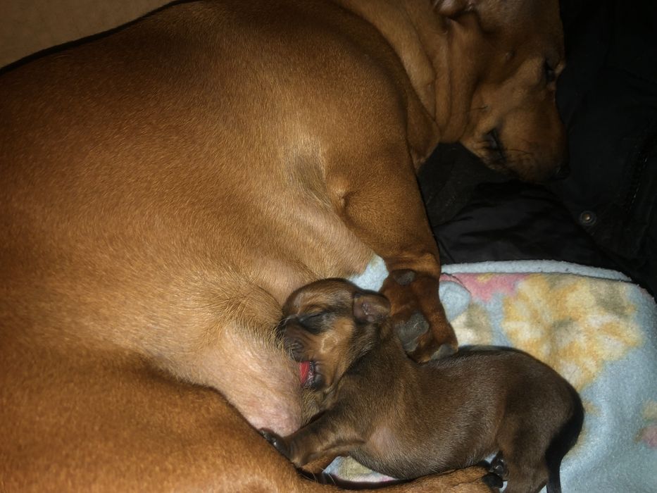 Такса цуцики щенята собака