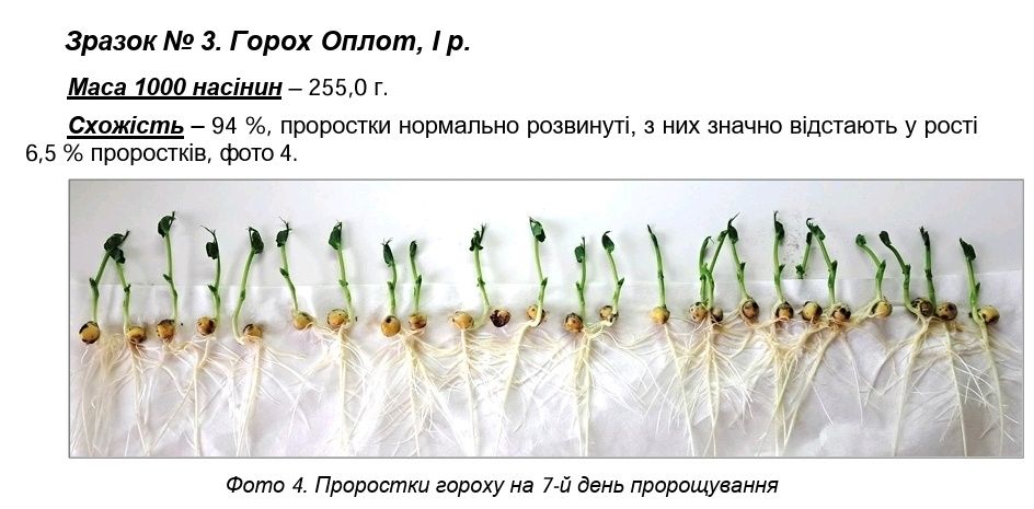 Горох посівний Оплот СН1