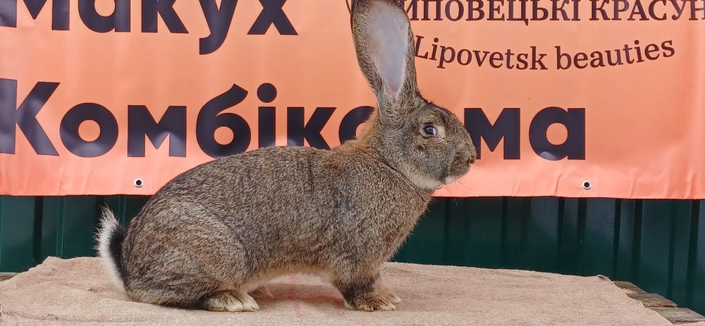 Продаж кролів породи БВ
