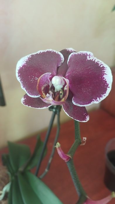 Орхідеї домашні продам