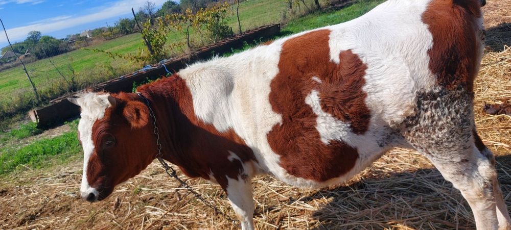 Продам стадо молодых коров .