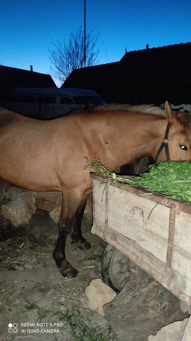 Продается кобыла