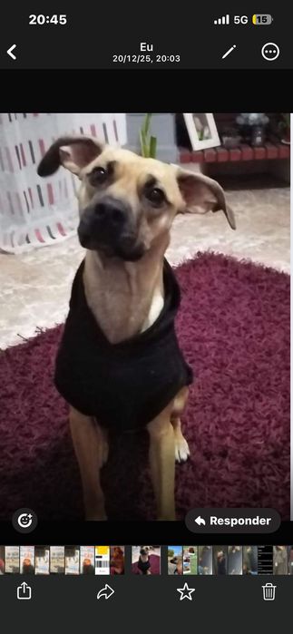 Cadelinha - Adocão Responsável