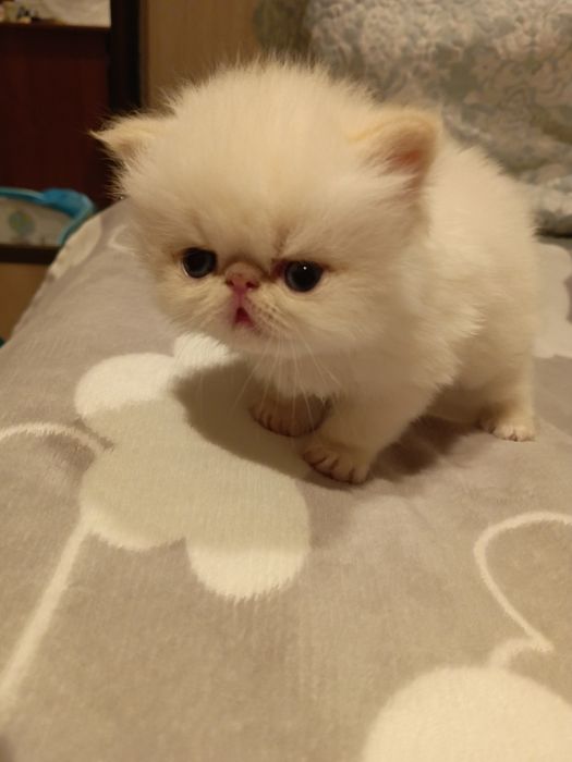 Персидские котята