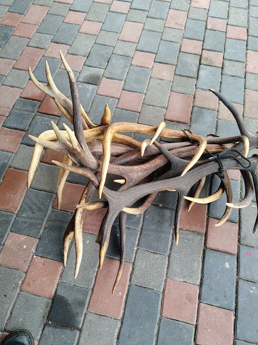 Poroże Rogi Zrzuty 10.2 kg