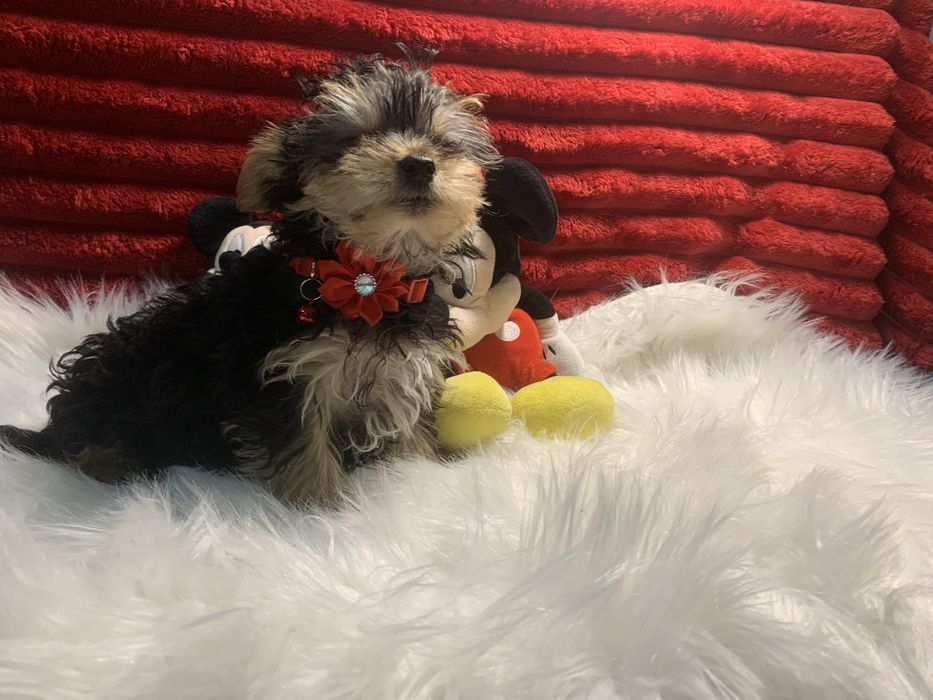 Yorkshire Terrier bebé