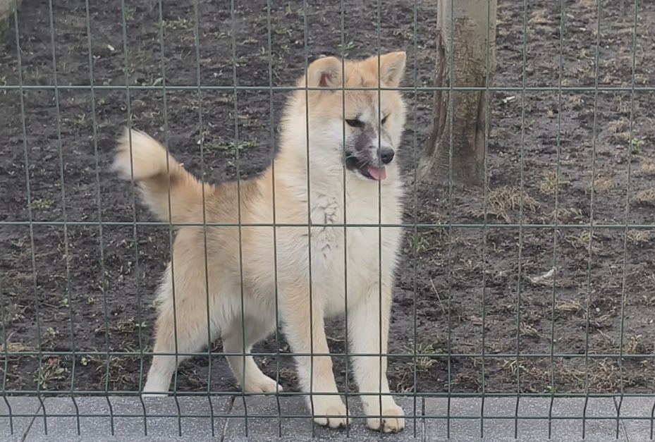 Девочка акита ину.