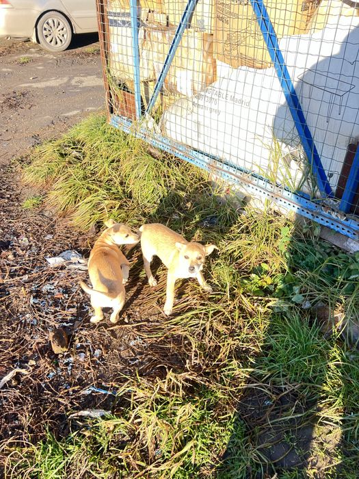 Вітдам в добрі руки щеня невідомоі породи