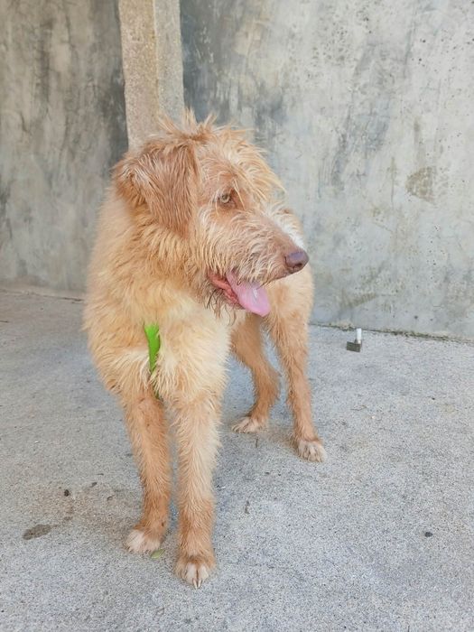 Zeus para adoção muito responsável