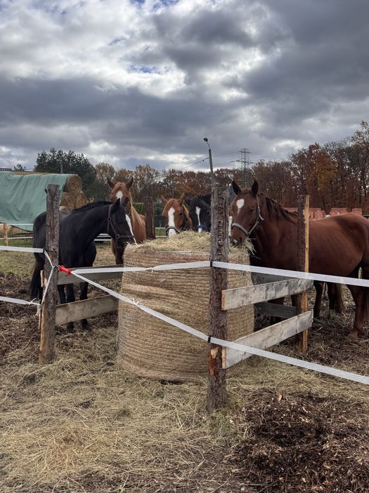 Boks angielski dla konia