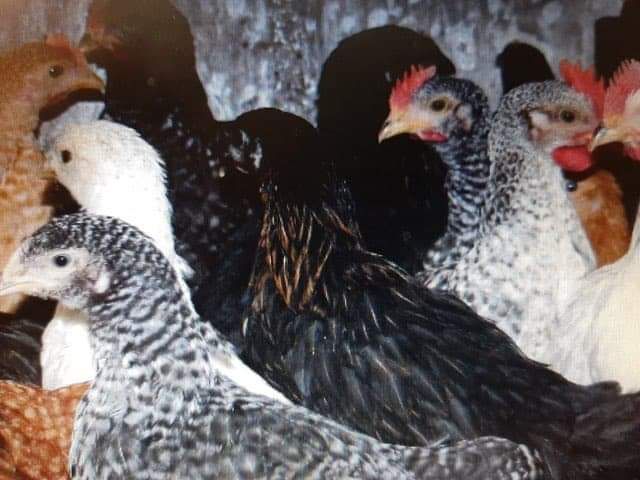 Kury, kurczęta odchowane, indyki, brojlery, kaczki, gęsi