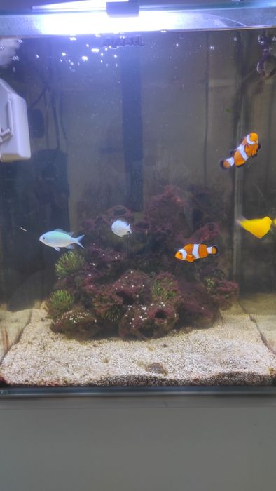 Akwarium morskie 49 l Aquael z rybkami