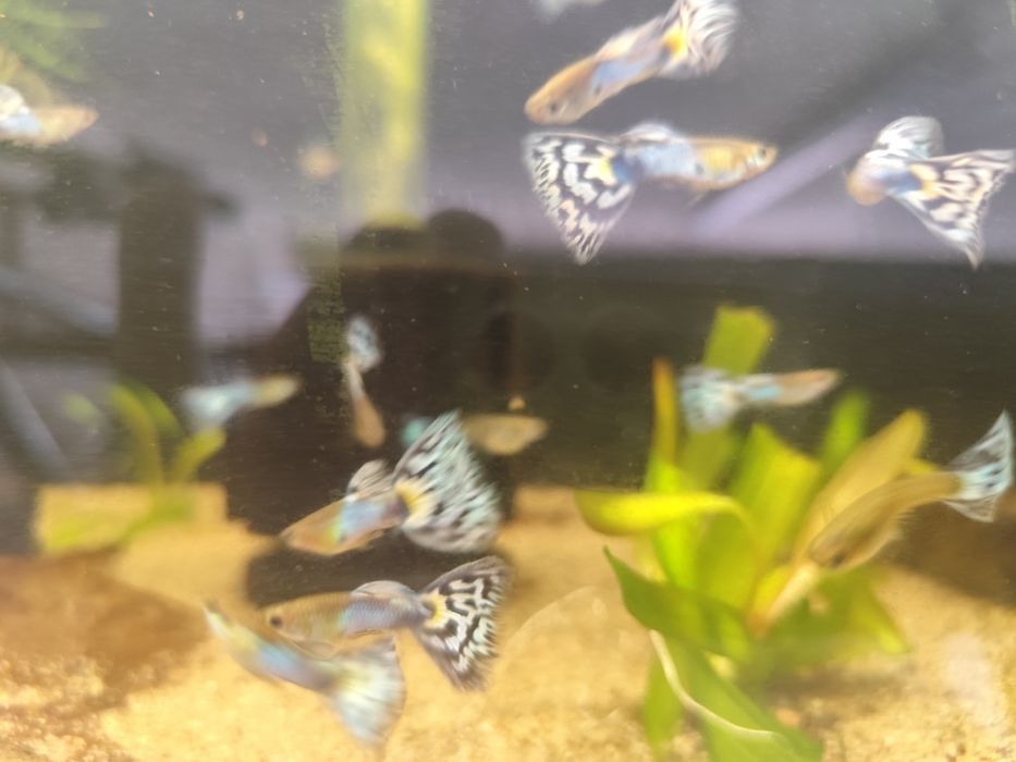 Guppys Japan blue mosaico