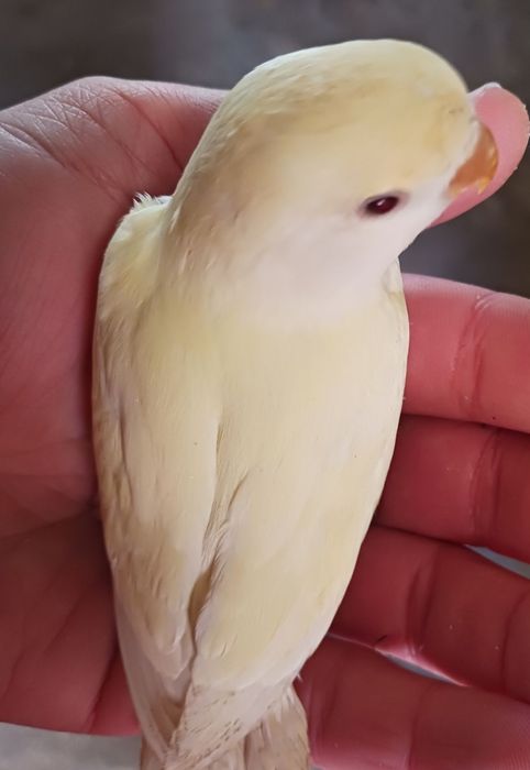 Agarponi Roseicollis para criar á mão( 1 disponível)