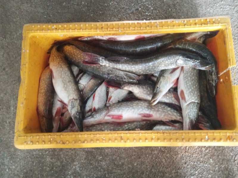 PŁOĆ- sprzedaż ryb konsumpcyjnych