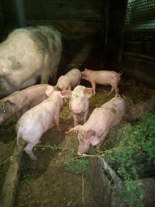 Поросята 1.5мес. Порода Мастер и Дюрок перен