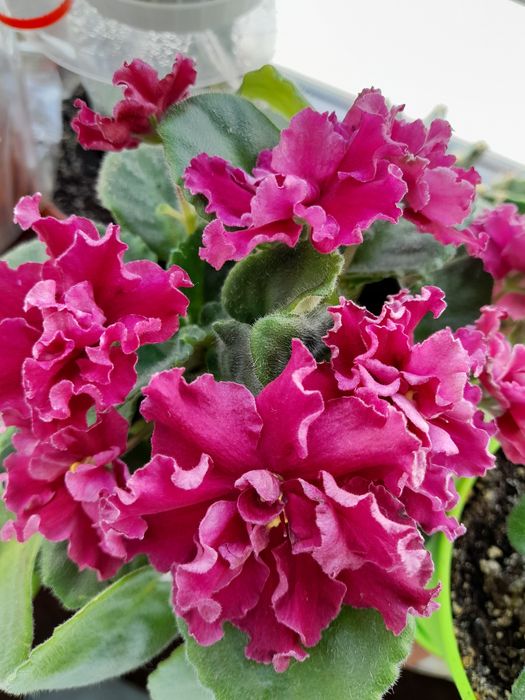 Фіалки сортові кімнатні сенполії