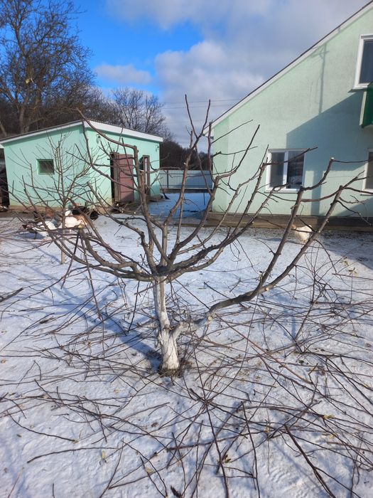 Обрізка плодових дерев