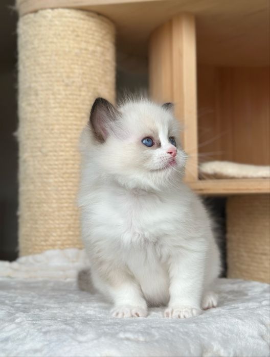 Kocurek ragdoll hodowlano wystawowy FPL