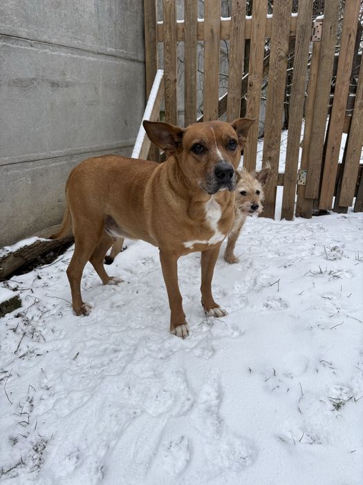 Oddam za darmo pieska