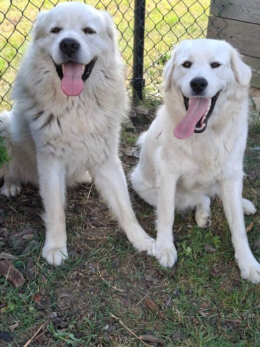 Polski Owczarek Podhalański Szczeniak o mocnej budowie