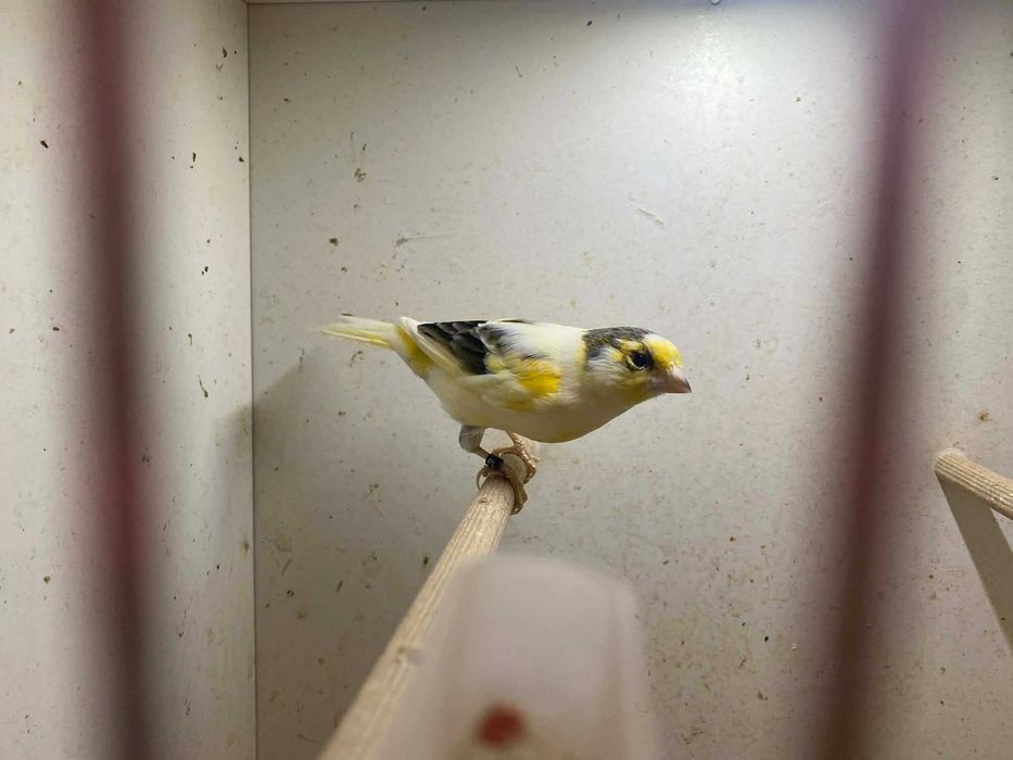 Kanarki 2025 samce samice