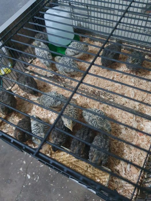 Cordonizes e ovos galados