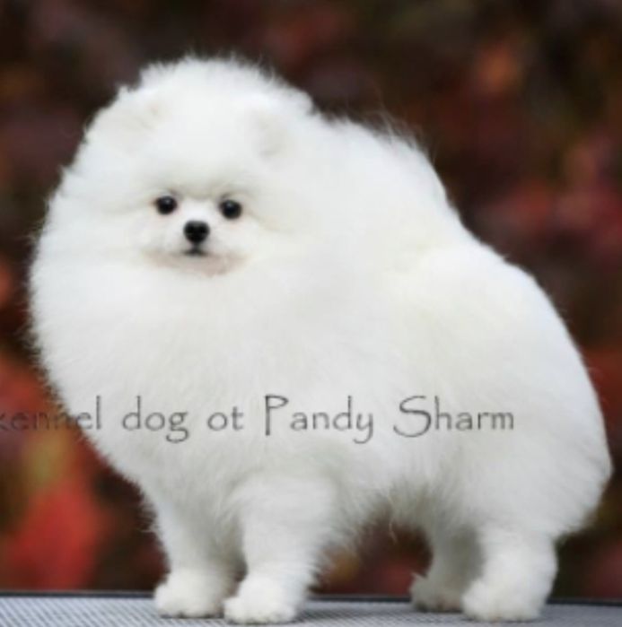 Spitz Alemão Anão Branco (Lulu da Pomerânia mini)