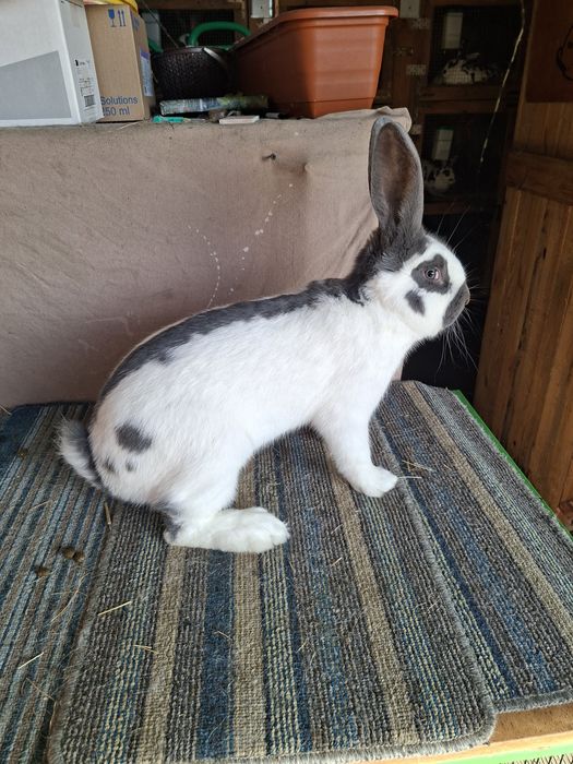 Samczyk olbrzym srokacz Niebieski, rodowód