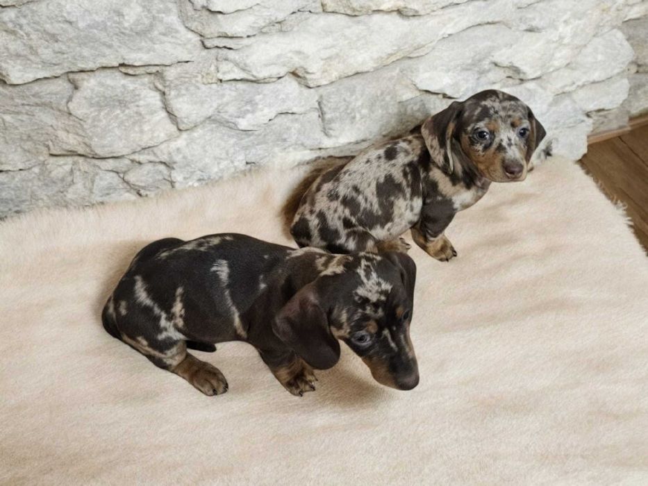 Suczka jamnik miniaturowy krótkowłosy choco merle Kraków Bieńczyce • OLX.pl