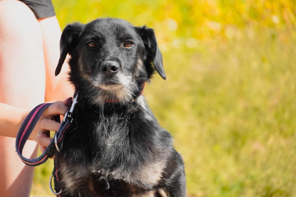 Poke - niewielki piesek