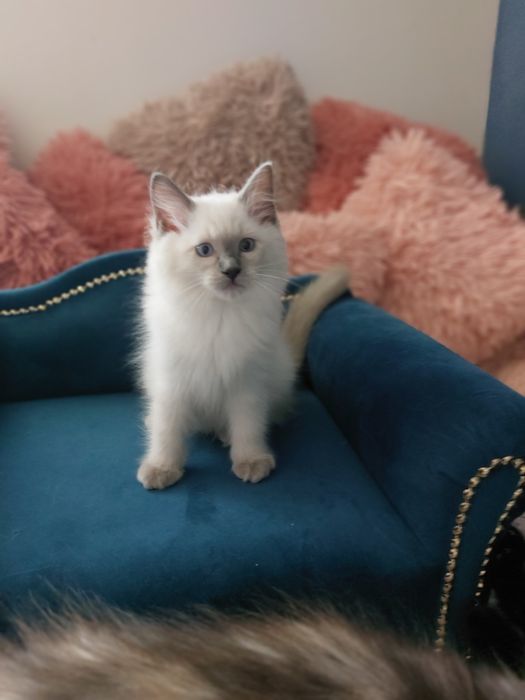 Kotka  Hesia Ragdoll FPL/ FIFE .