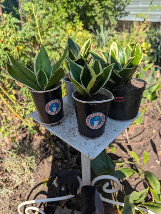 Кімнатні рослини (бегонія, дендробіум, сансівєра)